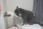 Cat vs Toilet Paper