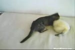 Kitten vs Ferret