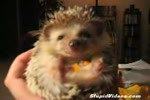 Weird Hedgehog Face