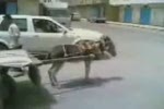 Donkey overload