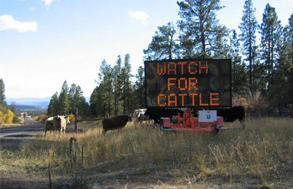 watch for cattle