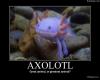 Axolotl