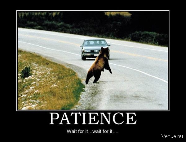 Bear Patience