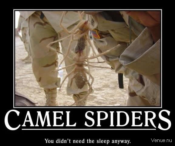CamelSpider