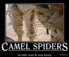 CamelSpider CamelSpider