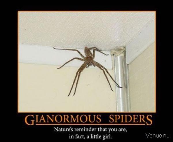 gianormous-spiders