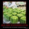 square_watermelons