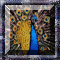 Squares Peacock