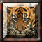 Squares 4 Tiger Cubs