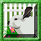 Hidden Rabbit