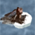narniamp